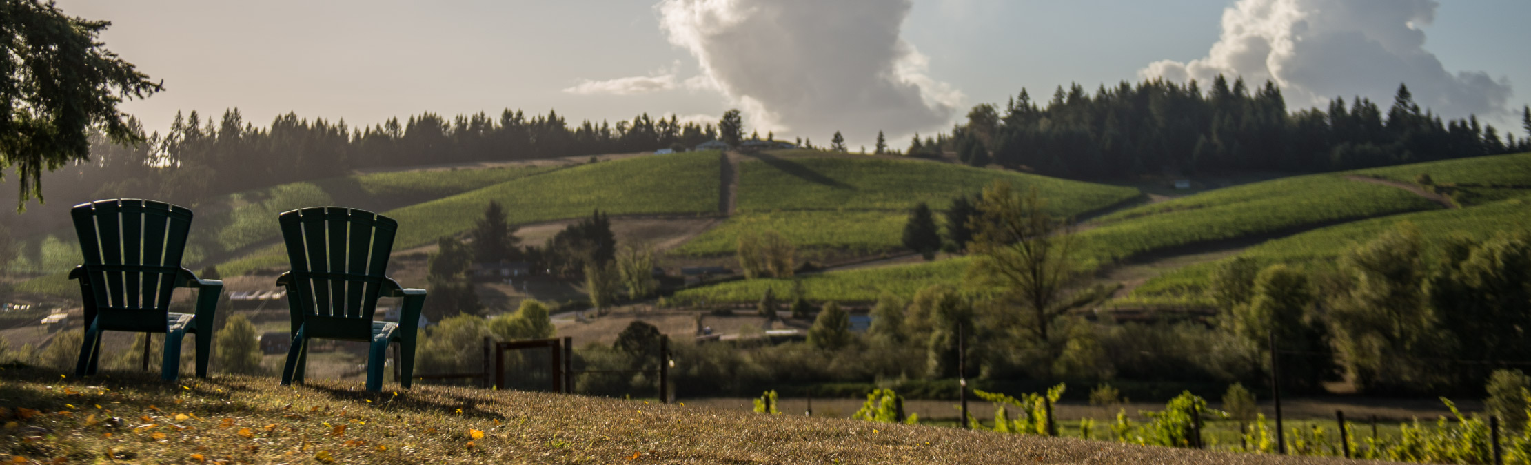 Vineyard Views at Silvan Ridge Winery in Eugene, Oregon